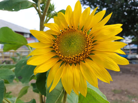 beautiful sunflowers in the garden.の写真素材