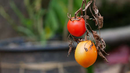 fresh tomatoes with dead and dry branches.の写真素材
