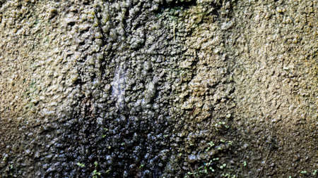 moss surface texture on the old wall.