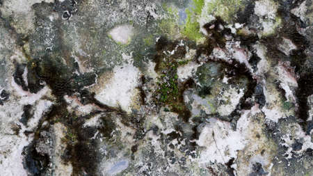 moss surface texture on the old wall.