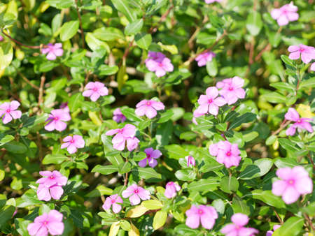 Catharanthus roseus or madagascar periwinkle purple flowers. herbal plant.