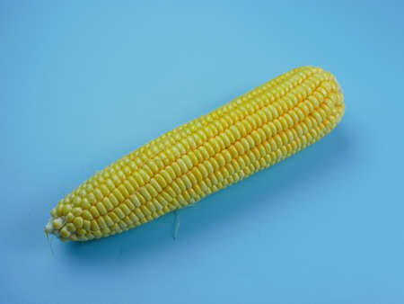 corn on a blue background. healthy vegetable concept.