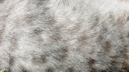 close up gray cat fur texture background