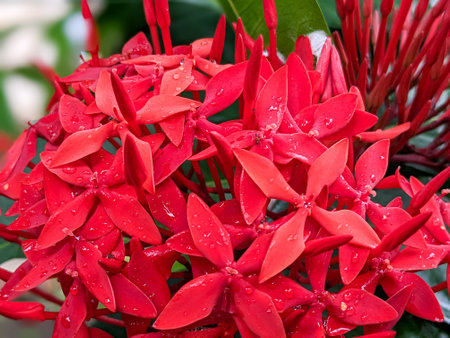 closeup of red ixora flowerの写真素材