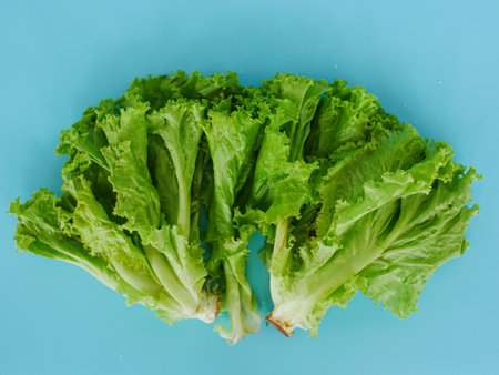 fresh lettuce leaves isolated on blue background.