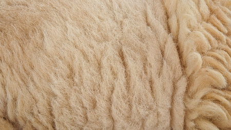 close up of raw sheep wool textureの写真素材