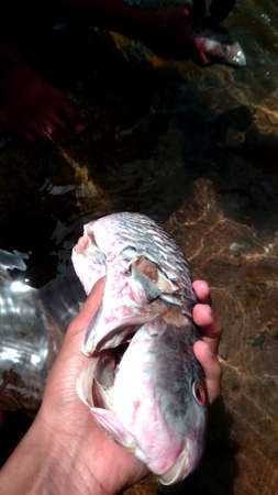 a fresh fish that is ready to roast