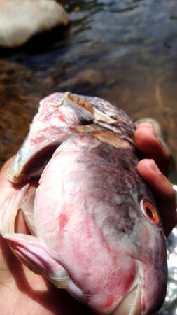 a fresh fish that is ready to roast