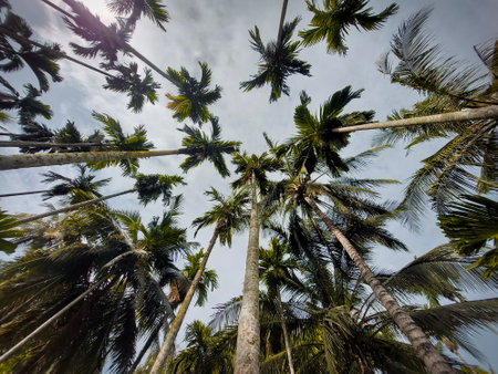 Beautiful view of nature greenery and areca nut palm plantationの写真素材