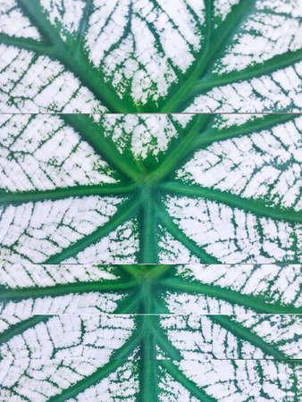 flower leaf focus object detail.