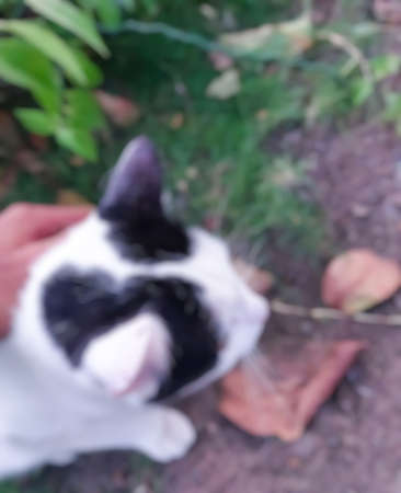 Defocussed, abstract and background for cute cat blur photo.の写真素材