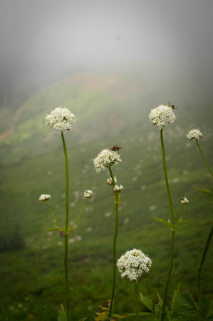 Bees in the mountainsの写真素材