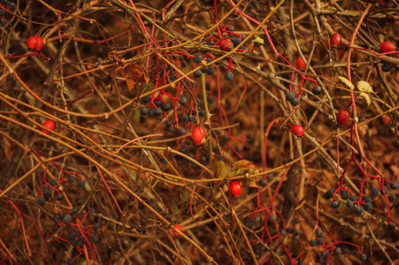 rosehip berriesの写真素材