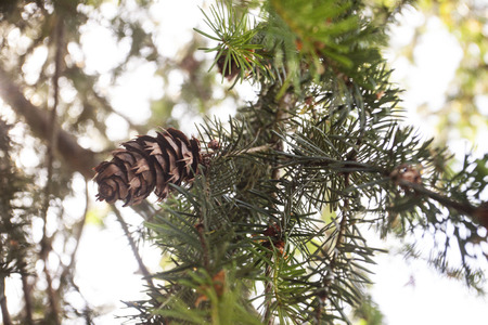 Closeup macro view of the evergreen pinecone of the majestic Douglas fir. Warmly lit, this image can...