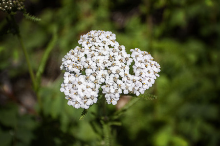 White wild flowers seen here on a warm spring day.  The background is artistically blurred to isolate the subject.の写真素材