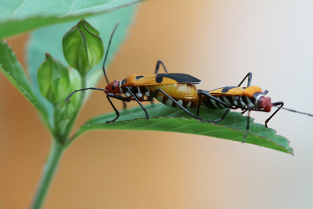 Two Orange and Black Bugs on the leafの写真素材