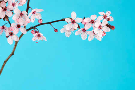 cherry blossoms on blue backgroundの写真素材