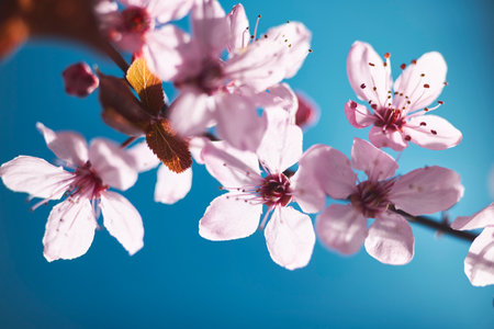 branch of cherry blossom on a blue backgroundの素材 [FY310202897154]