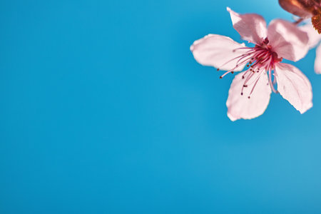 single cherry blossom on blue backgroundの写真素材