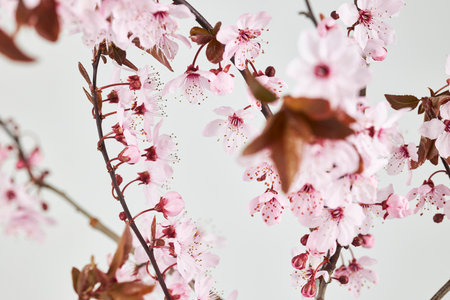cherry blosssoms on a white background, blurred compositionの写真素材