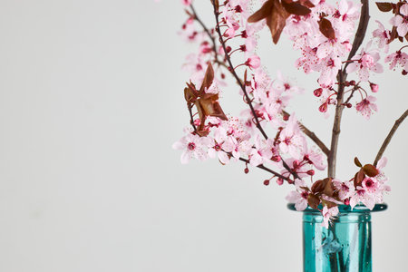 Pink cherry blossoms in a glass vase on a white backgroundの写真素材