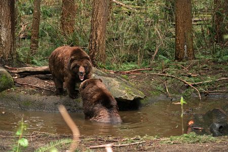 brown bearsの写真素材
