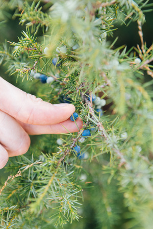 Juniper berries harvested. Juniperus communis, cultivated as an officinal and aromatic plantの写真素材