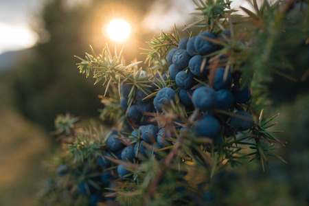 Cones and leaves of Juniperus communis, cultivated as an officinal and aromatic plantの写真素材