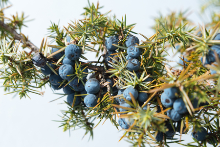 Close up of a branch of wild juniper (Juniperus Communis), filled with many purple berries.の写真素材