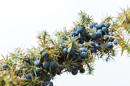 Close up of a branch of wild juniper (Juniperus Communis), filled with many purple berries.の写真素材
