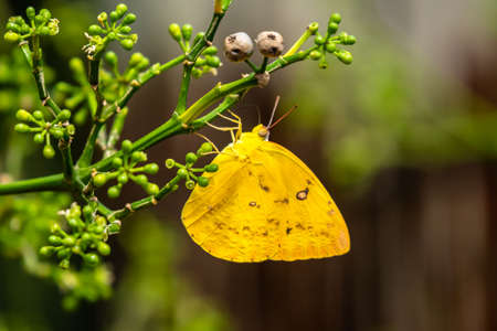 Close up of Eurema alitha - Scalloped Grass Yellow - butterflyの写真素材