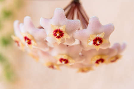 Macro of Hoya Carnosa or Waxplant Flowerの写真素材