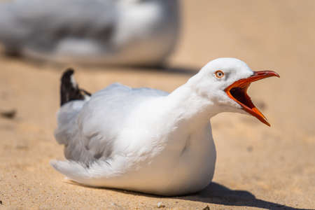 Seagull on the sand of Watson bay, NSW Australiaの写真素材