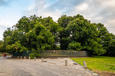 The Hundred-Horse Chestnut in SantAlfio, Catania, Sicily