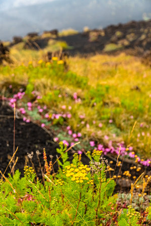 View of Etna volcano landscape among the clouds near Rifugio Sapienza. The typical summer vegetation and flowers partially cover the lava flow. Sicily, Italyの写真素材