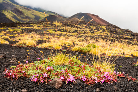 View of Etna volcano landscape among the clouds near Rifugio Sapienza. The typical summer vegetation and flowers partially cover the lava flow. Sicily, Italyの写真素材