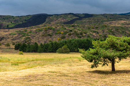View of Etna volcano landscape among the clouds near Rifugio Sapienza. The typical summer vegetation and flowers partially cover the lava flow. Sicily, Italyの写真素材