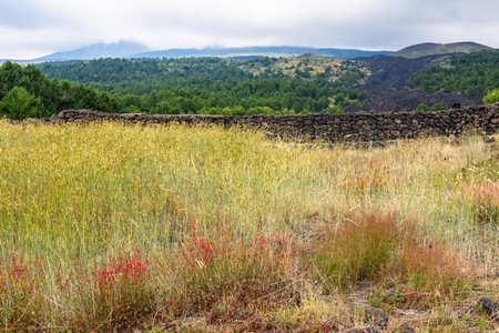 View of Etna volcano landscape among the clouds near Rifugio Sapienza. The typical summer vegetation and flowers partially cover the lava flow. Sicily, Italyの写真素材