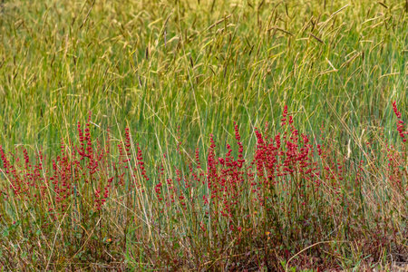 Close-up of typical small red flowers of Etna volcano landscapesの写真素材