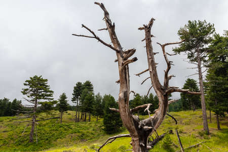 View of Etna volcano craters among the clouds near Piano Provenzana. Sicily, Italyの写真素材