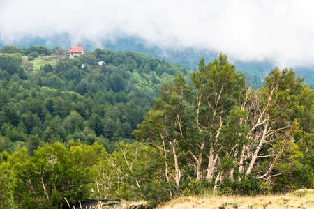 White birch trees on the dark lava soil of Mount Etna volcano, Italyの写真素材