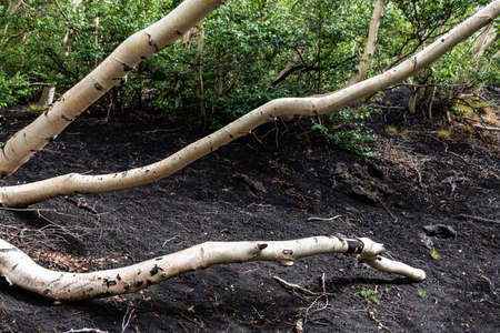 White birch trees on the dark lava soil of Mount Etna volcano, Italyの写真素材