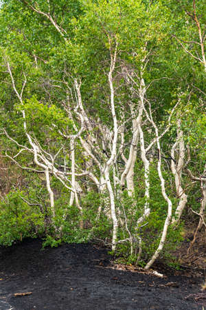 White birch trees on the dark lava soil of Mount Etna volcano, Italyの写真素材
