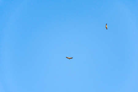 Griffon vulture spinning on the sky above Rocca del Crasto mountain, Sicily