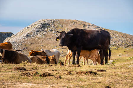 Cows grazing on the top of Rocca del Crasto in the Nebrodi Park, Sicily, Italyの写真素材