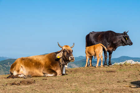 Cows grazing on the top of Rocca del Crasto in the Nebrodi Park, Sicily, Italyの写真素材