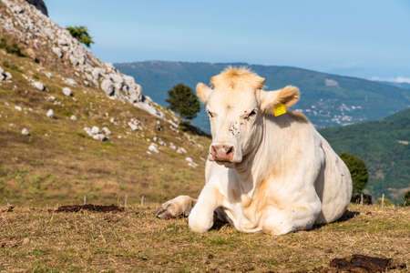 Cows grazing on the top of Rocca del Crasto in the Nebrodi Park, Sicily, Italyの写真素材