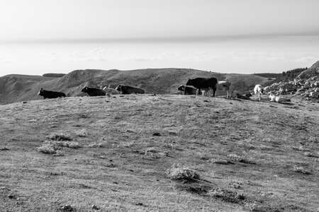 Cows grazing on the top of Rocca del Crasto in the Nebrodi Park, Sicily, Italyの写真素材