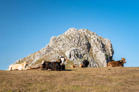 Cows grazing on the top of Rocca del Crasto in the Nebrodi Park, Sicily, Italyの写真素材