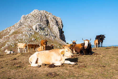 Cows grazing on the top of Rocca del Crasto in the Nebrodi Park, Sicily, Italyの写真素材